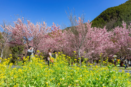Taiwan, FEB 15 2013 - Sunny view of the beautiful cherry blossom in Wuling Farmのeditorial素材