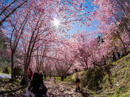 Taiwan, FEB 15 2013 - Sunny view of the beautiful cherry blossom in Wuling Farmのeditorial素材