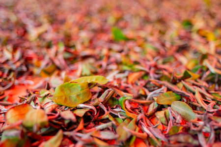 Close up shot of many dried leaves for making tea at Taiwan