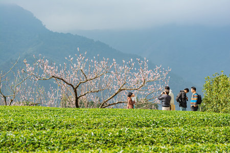 Taiwan, JAN 27 2013 - Sunny view of the beautiful cherry blossomのeditorial素材