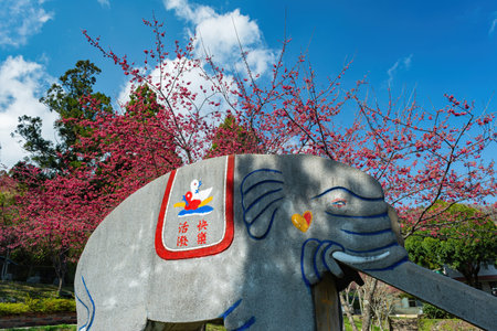 Taiwan, JAN 26 2013 - Sunny view of the beautiful cherry blossom in Nantou Country Renai Township Cing Jing elementary schoolのeditorial素材