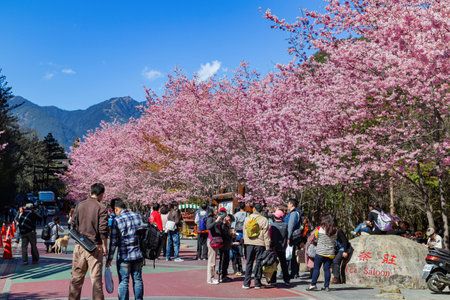 Taiwan, FEB 15 2013 - Sunny view of the beautiful cherry blossom in Wuling Farmのeditorial素材