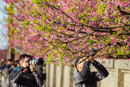Taipei, FEB 1 2013 - Sunny view of cherry blossom in Yangmingshan National Parkのeditorial素材
