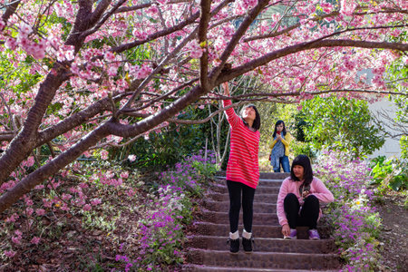 Taiwan, FEB 15 2013 - Sunny view of the beautiful cherry blossom in Wuling Farmのeditorial素材