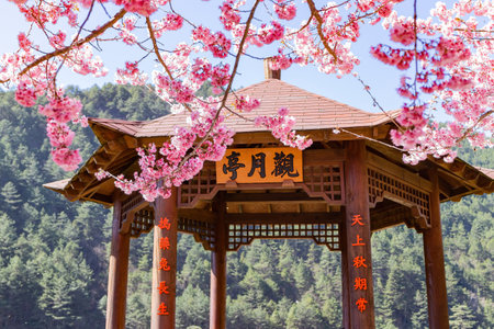 Taiwan, FEB 15 2013 - Sunny view of the beautiful cherry blossom in Wuling Farmのeditorial素材