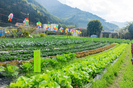 Taiwan, JAN 27 2013 - Sunny view of a country side farm of Xinyi Townshipのeditorial素材