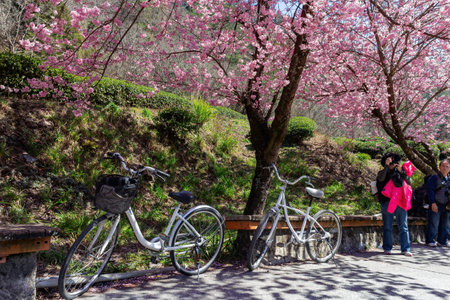Taiwan, FEB 15 2013 - Sunny view of the beautiful cherry blossom in Wuling Farmのeditorial素材