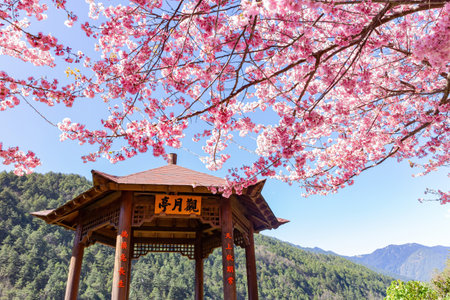 Taiwan, FEB 15 2013 - Sunny view of the beautiful cherry blossom in Wuling Farmのeditorial素材