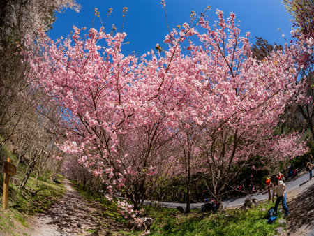 Taiwan, FEB 15 2013 - Sunny view of the beautiful cherry blossom in Wuling Farmのeditorial素材