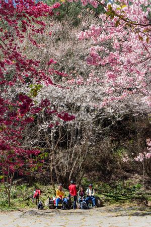 Taiwan, FEB 15 2013 - Sunny view of the beautiful cherry blossom in Wuling Farmのeditorial素材