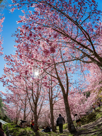 Taiwan, FEB 15 2013 - Sunny view of the beautiful cherry blossom in Wuling Farmのeditorial素材