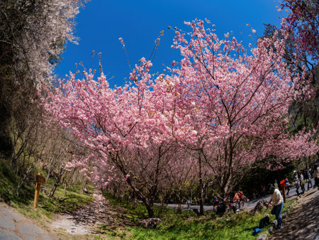 Taiwan, FEB 15 2013 - Sunny view of the beautiful cherry blossom in Wuling Farmのeditorial素材