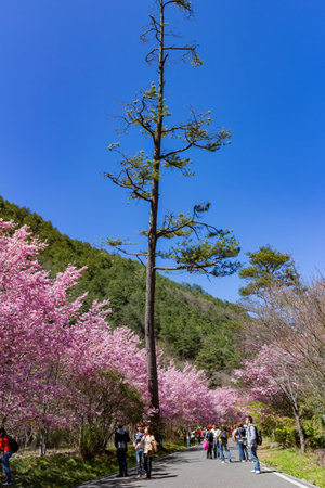 Taiwan, FEB 15 2013 - Sunny view of the beautiful cherry blossom in Wuling Farmのeditorial素材