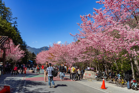 Taiwan, FEB 15 2013 - Sunny view of the beautiful cherry blossom in Wuling Farmのeditorial素材