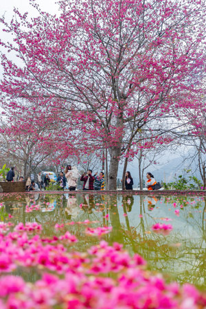 Taiwan, JAN 27 2013 - Sunny view of the beautiful cherry blossomのeditorial素材