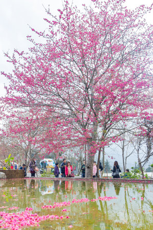 Taiwan, JAN 27 2013 - Sunny view of the beautiful cherry blossomのeditorial素材