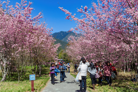 Taiwan, FEB 15 2013 - Sunny view of the beautiful cherry blossom in Wuling Farmのeditorial素材