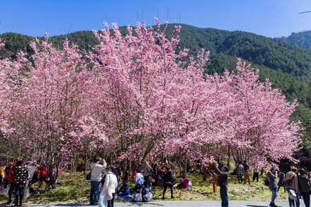 Taiwan, FEB 15 2013 - Sunny view of the beautiful cherry blossom in Wuling Farmのeditorial素材