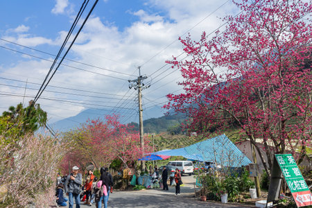 Taiwan, JAN 27 2013 - Sunny view of the beautiful cherry blossomのeditorial素材