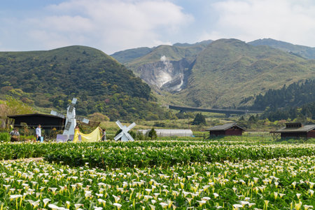 Taipei, AUG 12 2013 - People taking prewedding photowith Zantedeschia blossom in Yangmingshan National Parkのeditorial素材