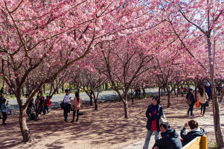 Taiwan, FEB 15 2013 - Sunny view of the beautiful cherry blossom in Wuling Farmのeditorial素材
