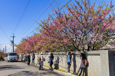 Taipei, FEB 1 2013 - Sunny view of cherry blossom in Yangmingshan National Parkのeditorial素材