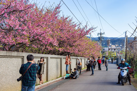 Taipei, FEB 1 2013 - Sunny view of cherry blossom in Yangmingshan National Parkのeditorial素材