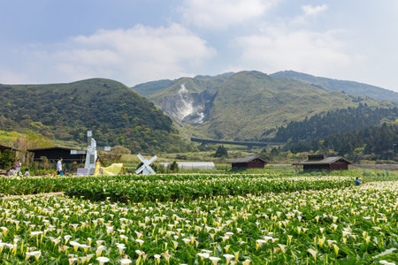 Taipei, AUG 12 2013 - People taking prewedding photowith Zantedeschia blossom in Yangmingshan National Parkのeditorial素材