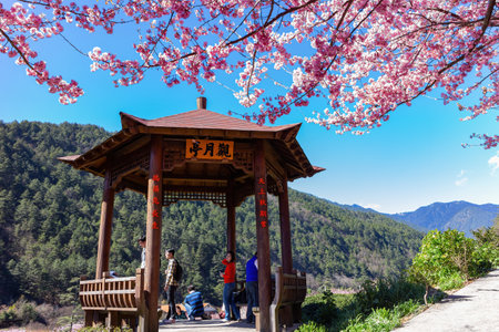 Taiwan, FEB 15 2013 - Sunny view of the beautiful cherry blossom in Wuling Farmのeditorial素材
