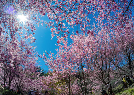 Taiwan, FEB 15 2013 - Sunny view of the beautiful cherry blossom in Wuling Farmのeditorial素材