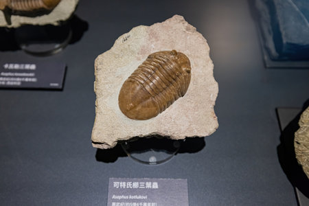 Tainan, JAN 5 2023 - Interior view of the Chimei Museumのeditorial素材