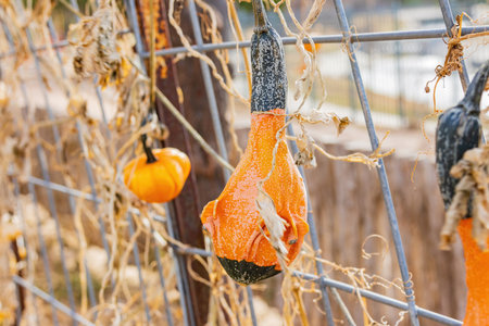 Close up shot of small pumpkin in Amarillo Botanical Gardens at Texasの写真素材