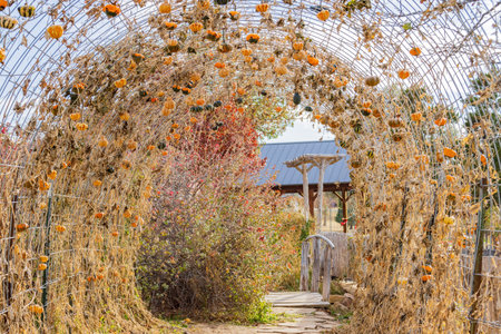 Close up shot of small pumpkin in Amarillo Botanical Gardens at Texasの写真素材