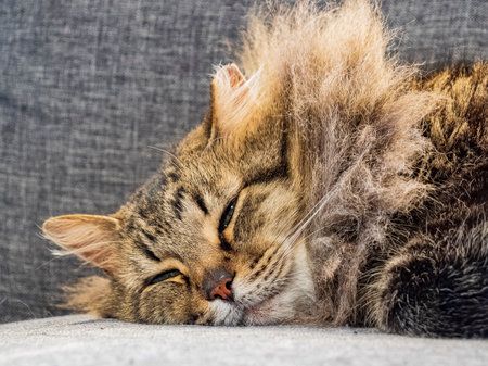 Close up shot of cute sleepy Maine Coon mix in a living room at Oklahomaの写真素材