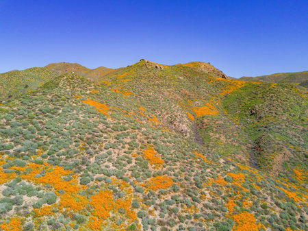 Sunny view of Poppy flower blossom near Lake Elsinore, Californiaの写真素材