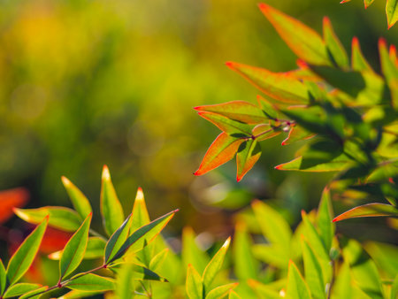 Close up shot of Heavenly Bamboo at Los Angeles, Californiaの写真素材