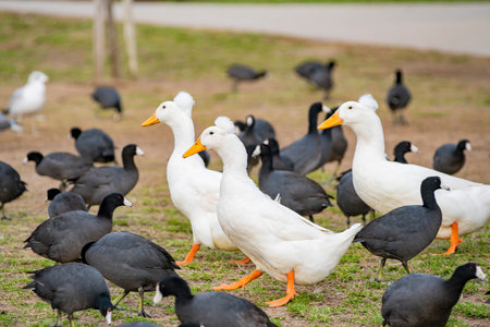 Close up shot of Canada Goose and many American Coot walking at Lake Balboa, Los Angeles, Californiaの写真素材