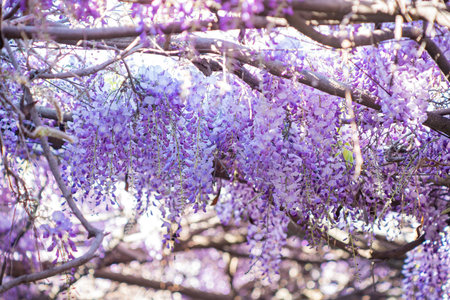 Close up shot of the world oldest Wistaria blossom at Sierra Madre, Californiaの写真素材