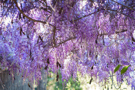 Close up shot of the world oldest Wistaria blossom at Sierra Madre, Californiaの写真素材