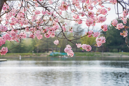Beautiful cherry blossom at Lake Balboa, Los Angeles, Californiaの写真素材