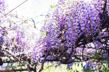 Close up shot of the world oldest Wistaria blossom at Sierra Madre, Californiaの写真素材