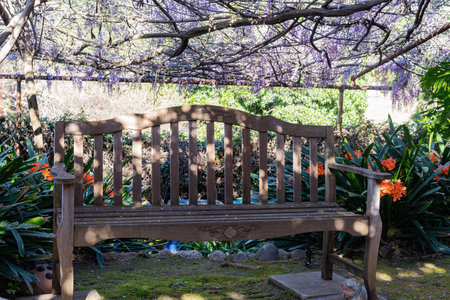 Close up shot of the world oldest Wistaria blossom at Sierra Madre, Californiaの写真素材