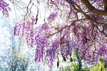 Close up shot of the world oldest Wistaria blossom at Sierra Madre, Californiaの写真素材
