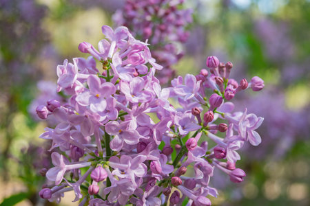 Sunny view of many flower blossom in the Descanso Garden at Los Angeles, Californiaの写真素材