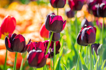 Close up shot of beautiful tulips flower blossom at Descanso Garden, Los Angeles, Californiaの写真素材