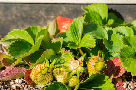Close up shot of growing starwberries in the backyard at Los Angeles, Californiaの写真素材