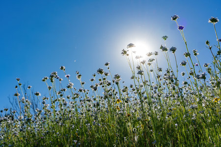 Sunny view of Poppy flower blossom near Lake Elsinore, Californiaの写真素材
