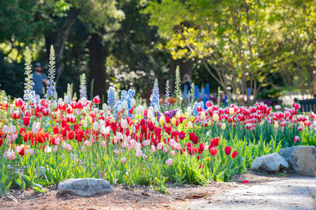 Close up shot of beautiful tulips flower blossom at Descanso Garden, Los Angeles, Californiaの写真素材