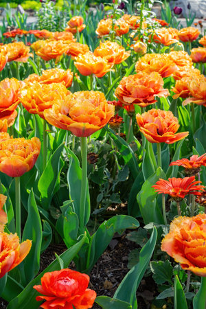 Close up shot of beautiful tulips flower blossom at Descanso Garden, Los Angeles, Californiaの写真素材
