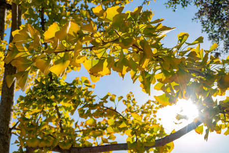 Sunny view of the fall color at Temple City, Californiaの写真素材
